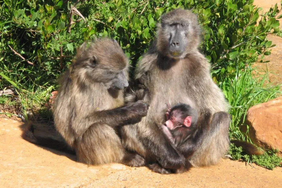 Famiglia di babbuini con cucciolo.