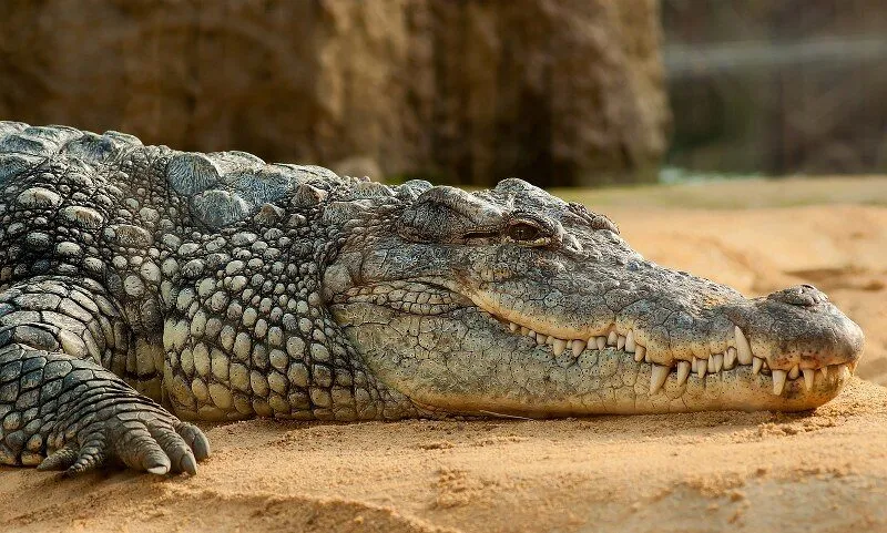 Coccodrillo riposante su sabbia.