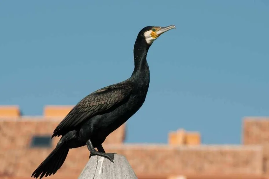 Cormorano nero posa su palo.