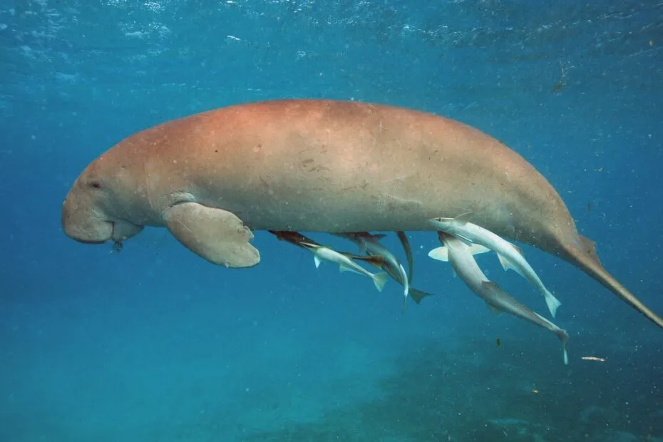 Lamantino marino con pesci remora sott'acqua.