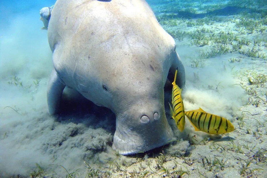 Lamantino subacqueo con pesce tropicale.