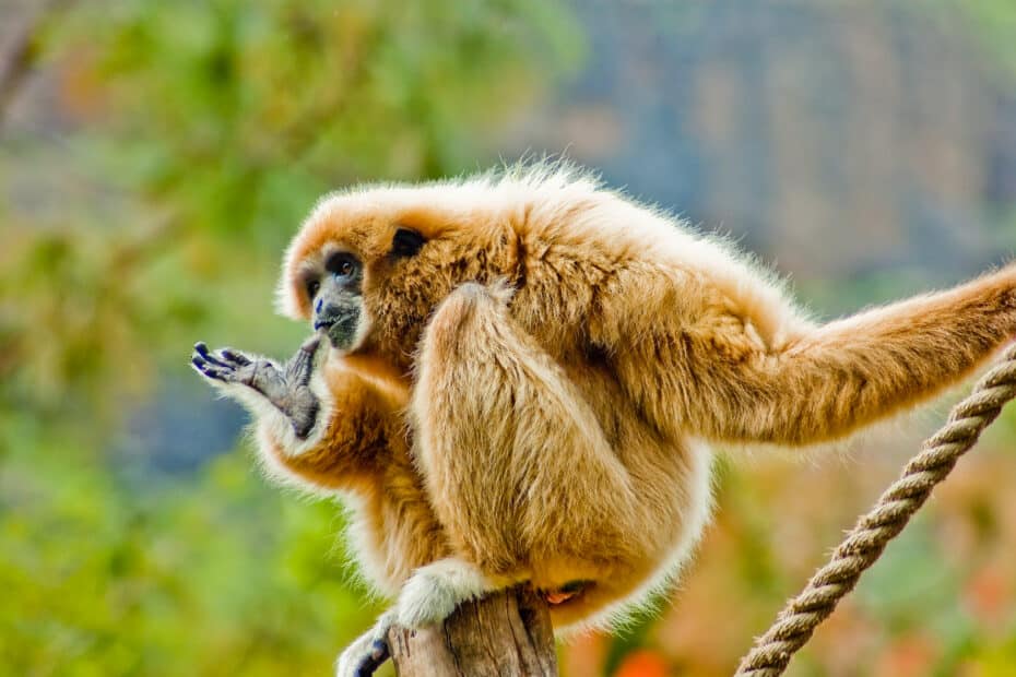 Gibbone su ramo in posa pensierosa.