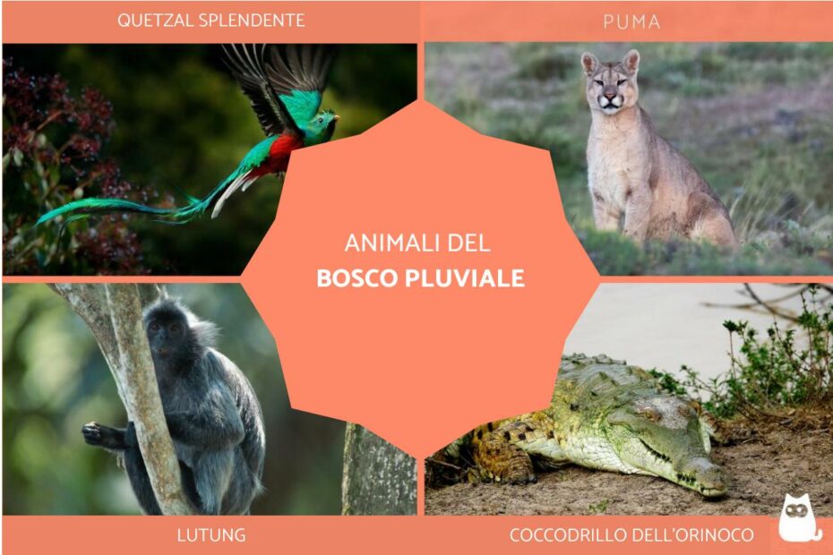 Collage di animali tropicali: quetzal, puma, lutung, coccodrillo.