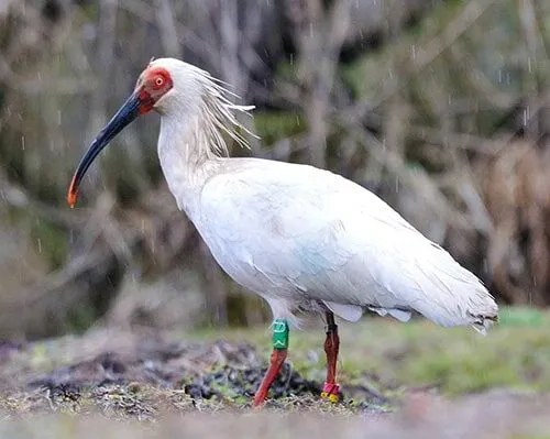 Ibis bianco marcato sotto la pioggia.