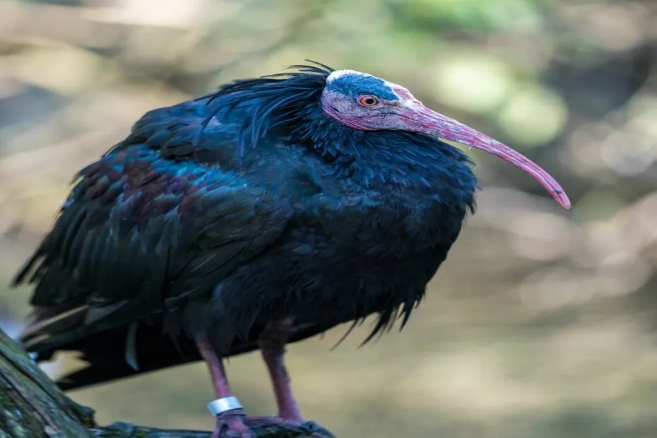 Ibis rosso su ramo.