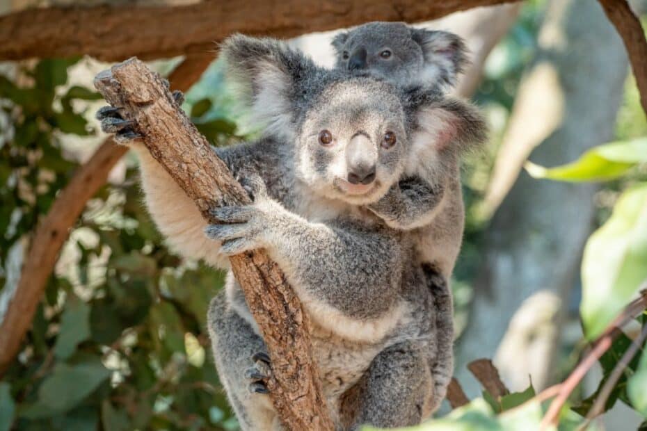 Koala adulto con cucciolo su albero.