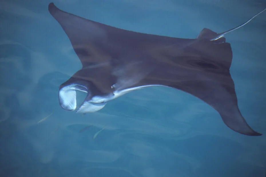 Manta nel blu oceanico.
