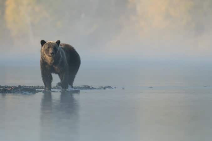 Orso bruno in nebbia mattutina sul fiume.