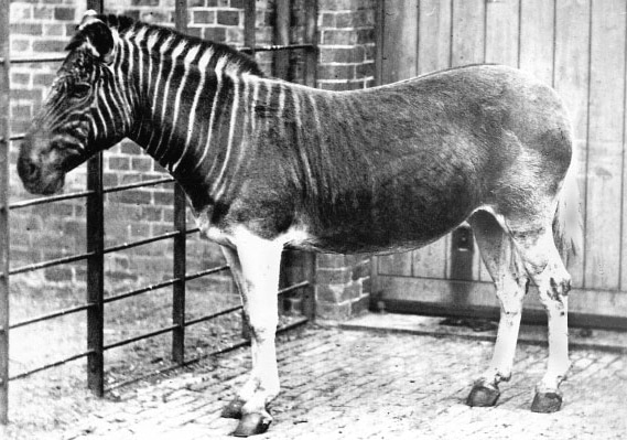 Cavallo con strisce simili a una zebra.