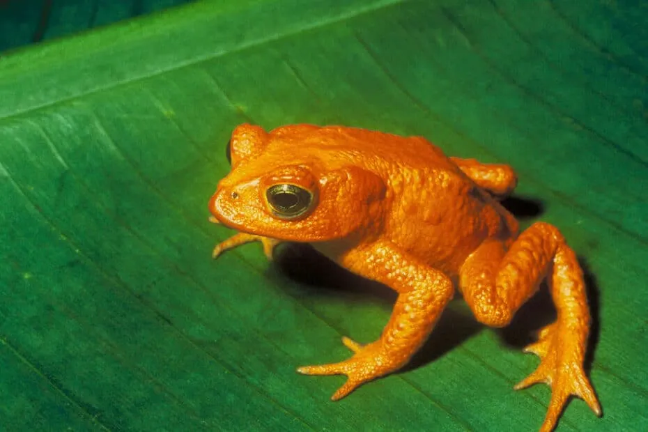 Rospo arancione su foglia verde.