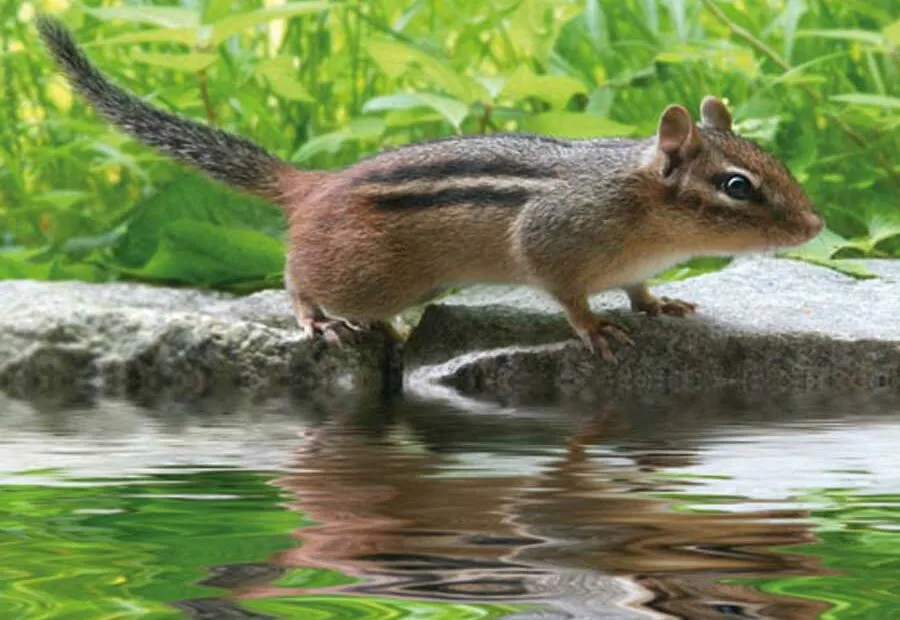 Scoiattolo vicino all'acqua tra foglie verdi.