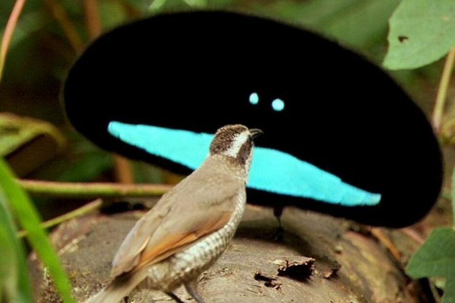 Uccello di fronte a paradisiaco con ali blu.