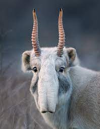 Saiga, antilope dalle lunghe corna.