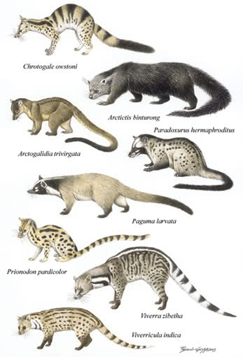 Illustrazione di diverse specie di viverridi.