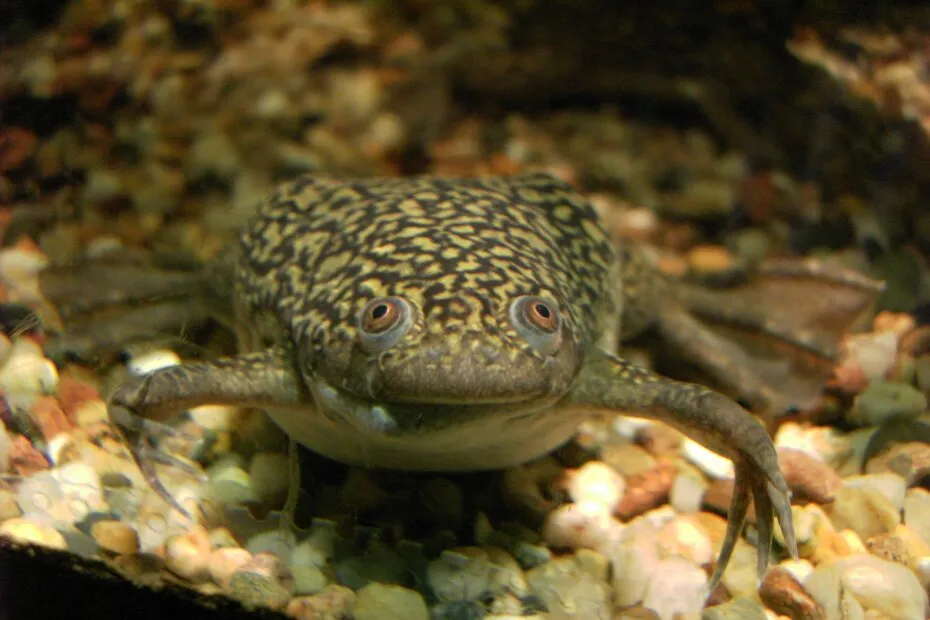 Rana pescatrice in acquario.