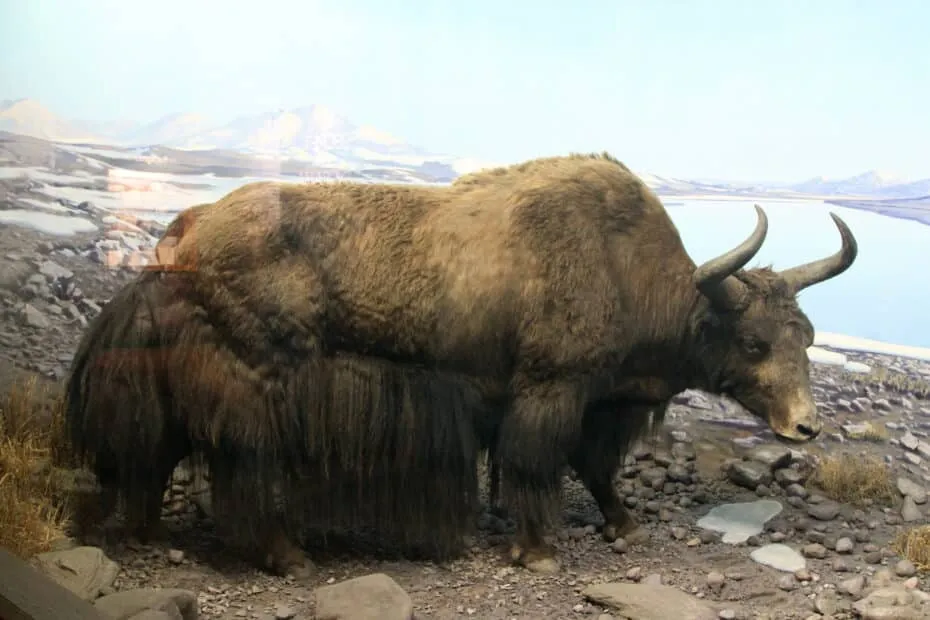 Bisonte in ambientazione preistorica ricostruita.