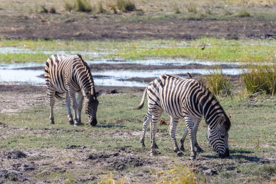 Zebre al pascolo nella savana africana.