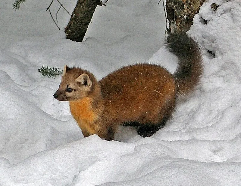 Martora sulla neve tra gli alberi.