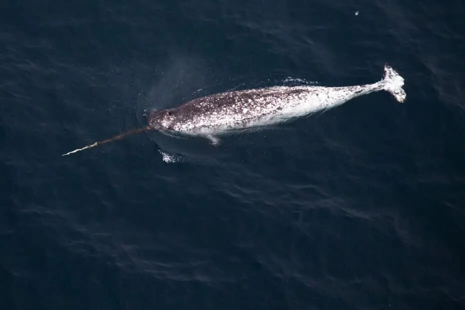 Balena con zampillo in oceano visto dall'alto.